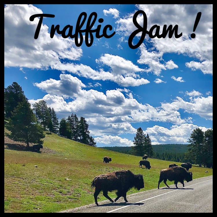 Traffic Jam of Bison in Yellowstone National Park, Wyoming. 