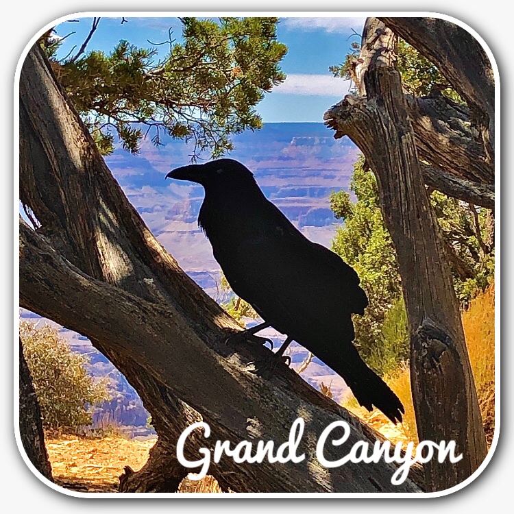 Crow perched in front of the Grand Canyon. 